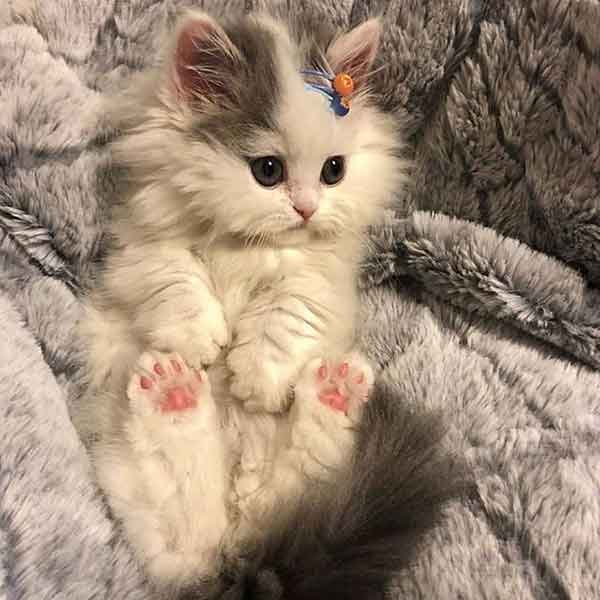 تصویر زمینه گربه کارتونی