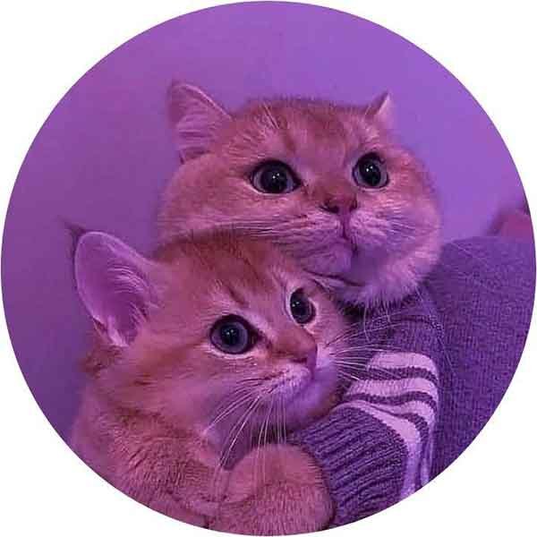 تصویر زمینه گربه کارتونی
