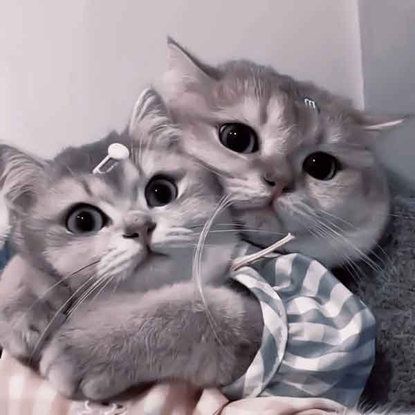 تصویر زمینه گربه کارتونی