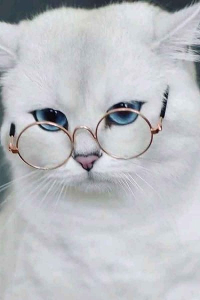 تصویر زمینه گربه کارتونی