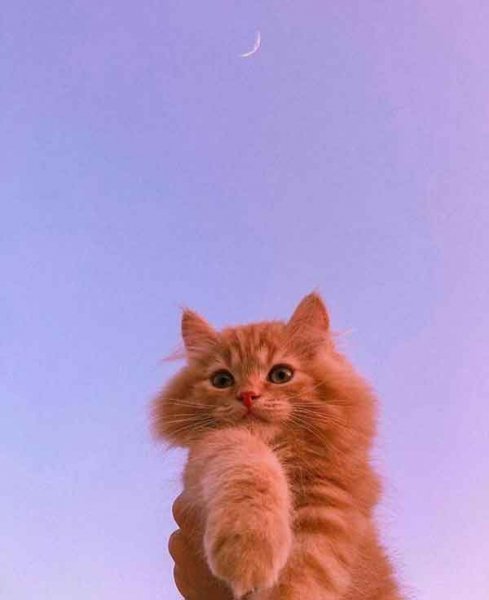 تصویر زمینه گربه کارتونی