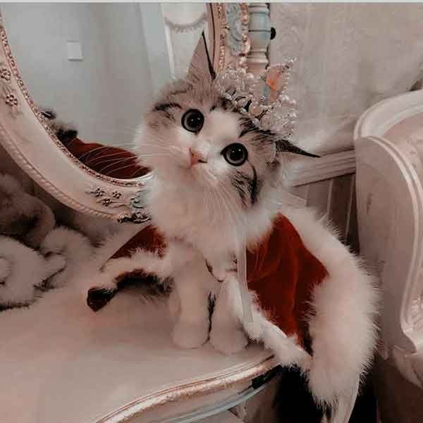 تصویر زمینه گربه کارتونی