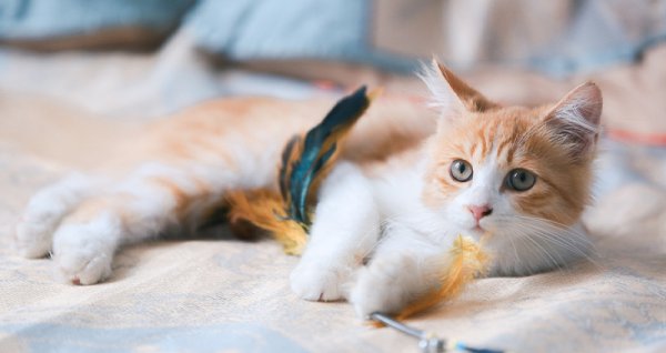  عکس گربه نژاد دی اس اچ