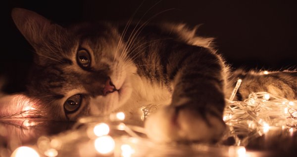  عکس گربه نژاد دی اس اچ