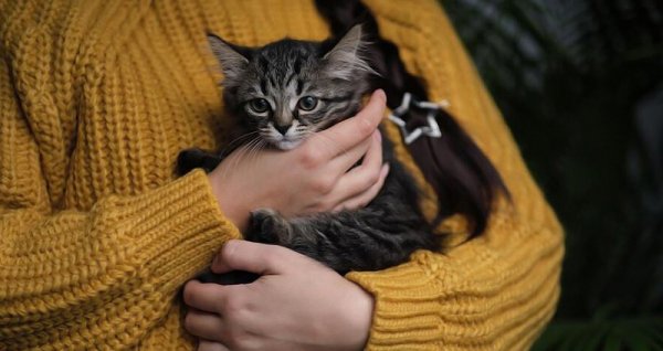  عکس گربه نژاد دی اس اچ
