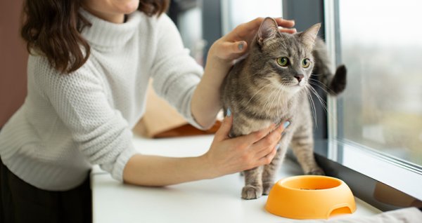  عکس گربه نژاد دی اس اچ