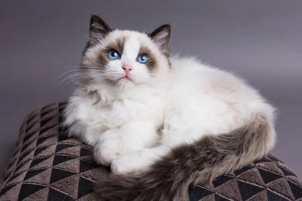  عکس گربه نژاد رگدال