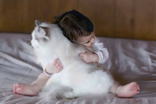  عکس گربه نژاد رگدال