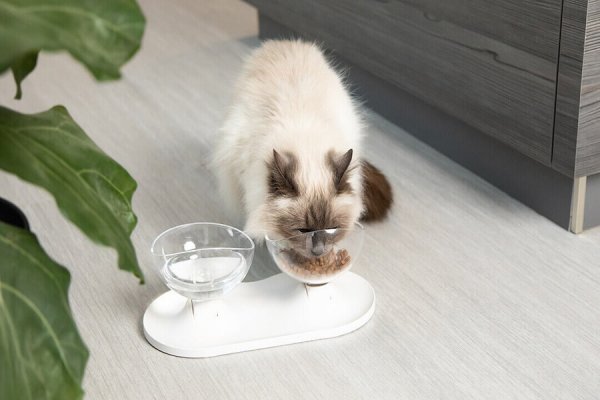  عکس گربه نژاد رگدال