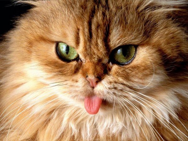  عکس گربه های پشمالو