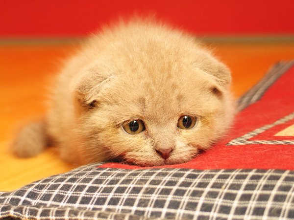 عکس گربه های پشمالو
