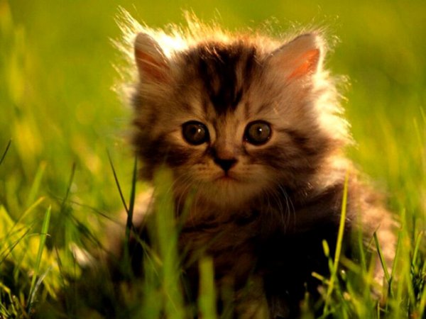  عکس گربه های پشمالو