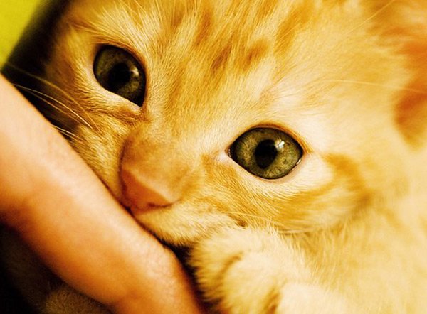  عکس گربه های پشمالو