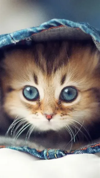  عکس بچه گربه ناز