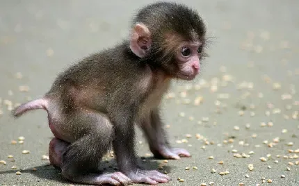  عکس میمون ها
