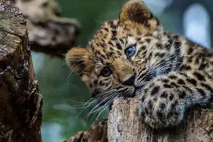  عکس بچه جگوار زیبا