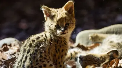  عکس بچه جگوار زیبا