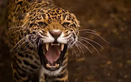  عکس جگوار برای تصویر زمینه