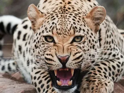  عکس جگوار برای تصویر زمینه