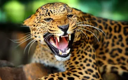  عکس جگوار برای تصویر زمینه