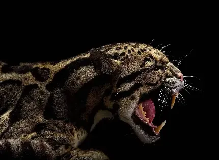  عکس جگوار برای تصویر زمینه