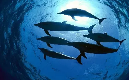  عکس دلفین واقعی