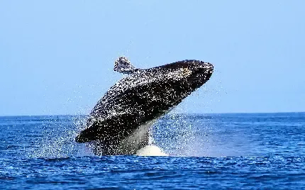  عکس نهنگ