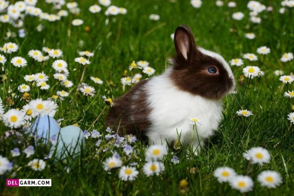  عکس خرگوش گوگولی برای زمینه کامپیوتر