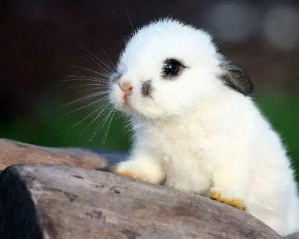  عکس خرگوش برای تصویر زمینه