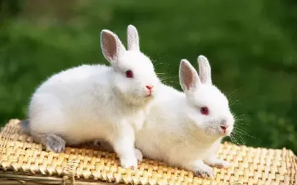  عکس خرگوش برای تصویر زمینه
