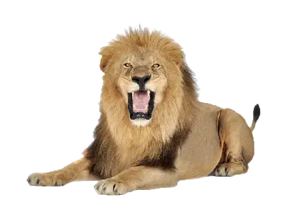  عکس شیر واقعی