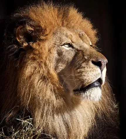  عکس شیر واقعی برای پروفایل
