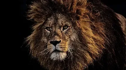  عکس شیر سلطان