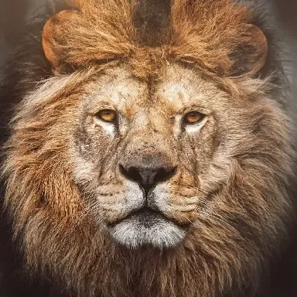  عکس شیر سلطان