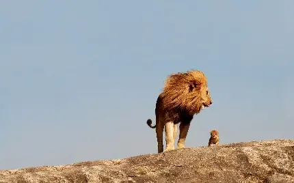  عکس شیر سلطان