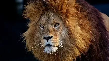 تصویر زمینه شیر برای لپ تاپ