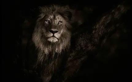 تصویر زمینه شیر برای لپ تاپ