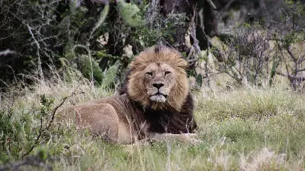 تصویر زمینه شیر برای لپ تاپ