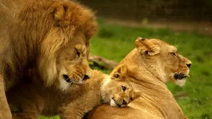 تصویر زمینه شیر برای لپ تاپ