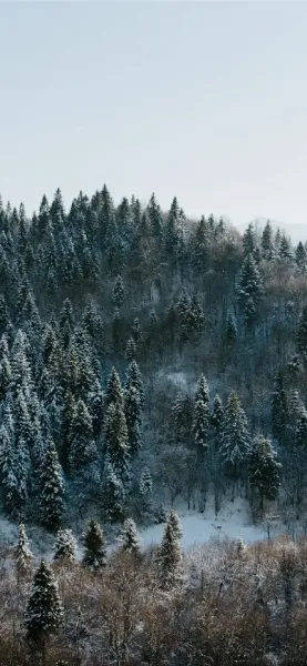  والپیپر جنگل خفن برای موبایل
