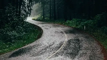  والپیپر جنگل خفن برای موبایل