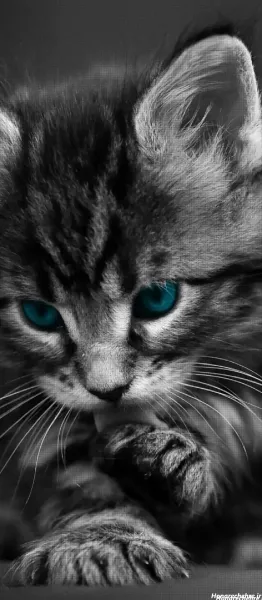 عکس گربه سیاه برای پروفایل HD