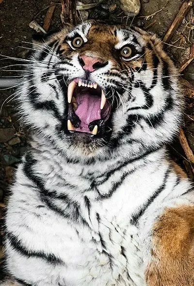 عکس پس زمینه ببر وحشی