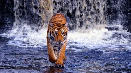  عکس پس زمینه ببر وحشی