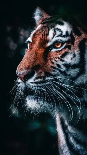  عکس پس زمینه ببر وحشی