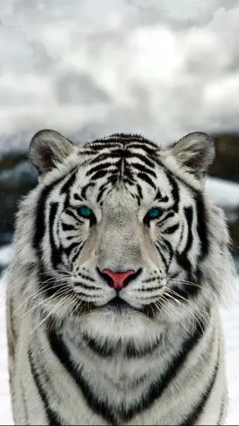  عکس پس زمینه ببر وحشی