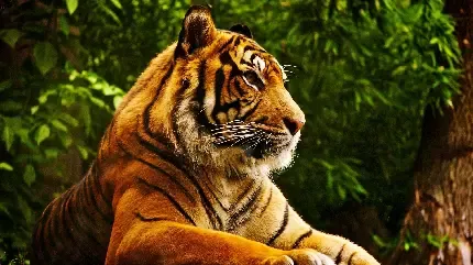  عکس پس زمینه ببر وحشی