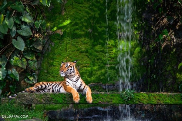  عکس ببر طلایی برای پروفایل
