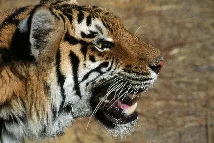  عکس ببر طلایی بنگال