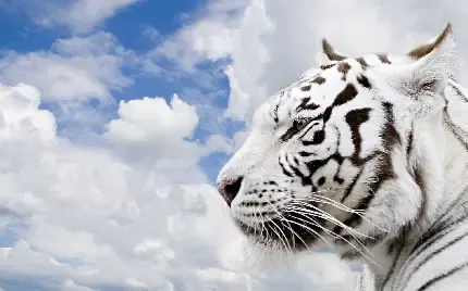  والپیپر ببر برای گوشی موبایل
